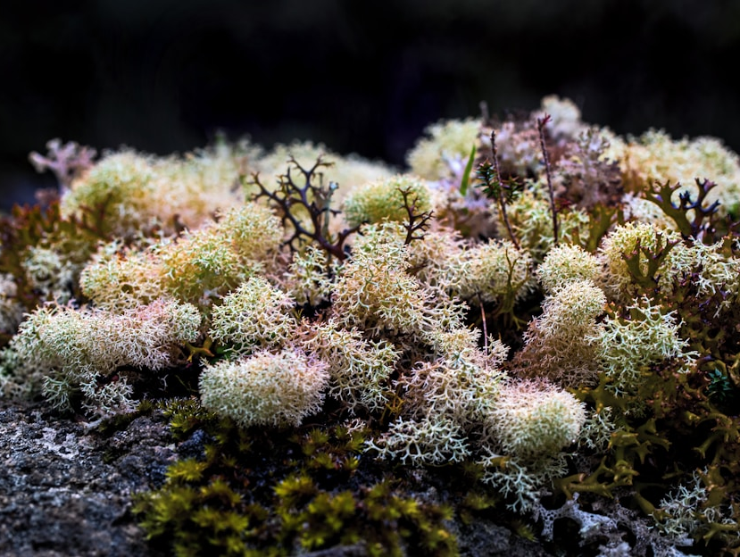 Can Sea Moss Really Help with Anxiety? Exploring the Science Behind Pappi’s Stress-Relief Benefits