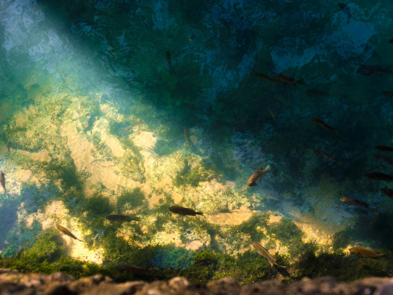 Rejuvenate Your Mane: How Pappi’s Organic Sea Moss Can Transform Your Hair