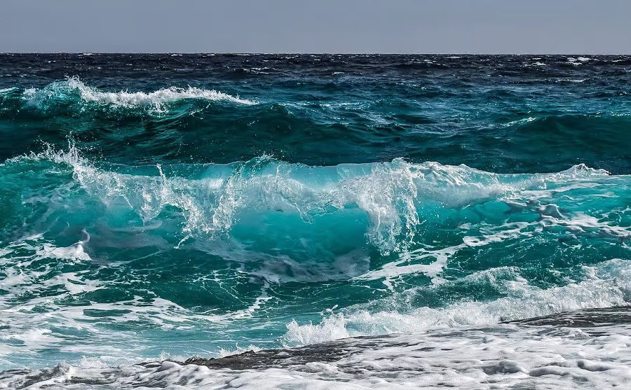 Uncovering the Truth: Is Sea Moss Really a Detox Superfood?