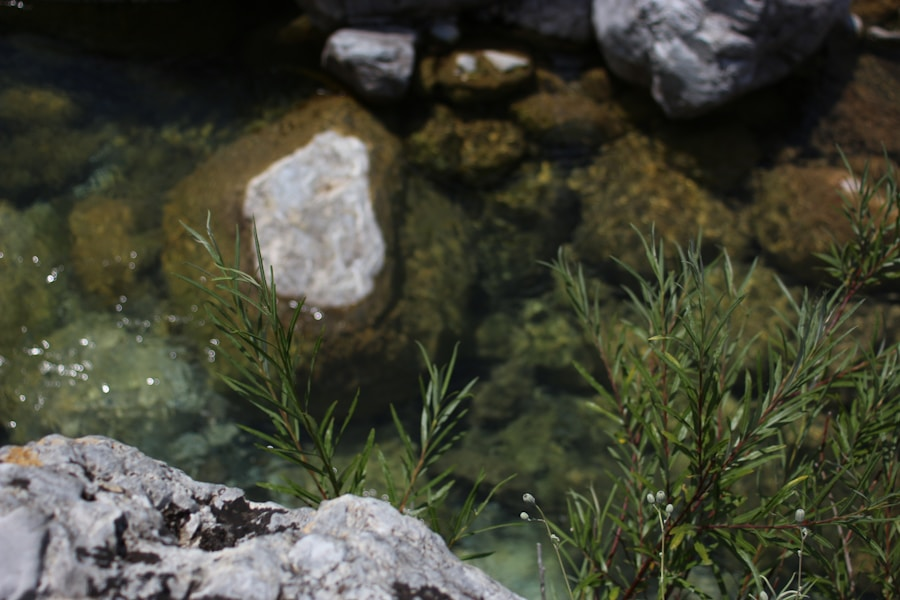 Heart Health Revolution: How Pappi’s Irish Sea Moss Can Naturally Lower Your Cholesterol