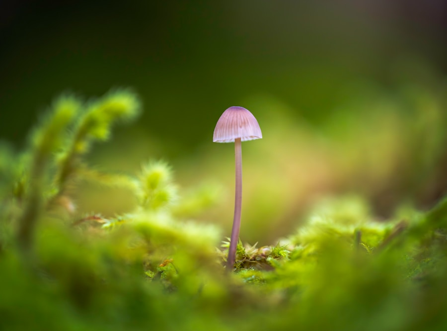 Discovering the Dermatological Wonders of Irish Moss for Eczema Management