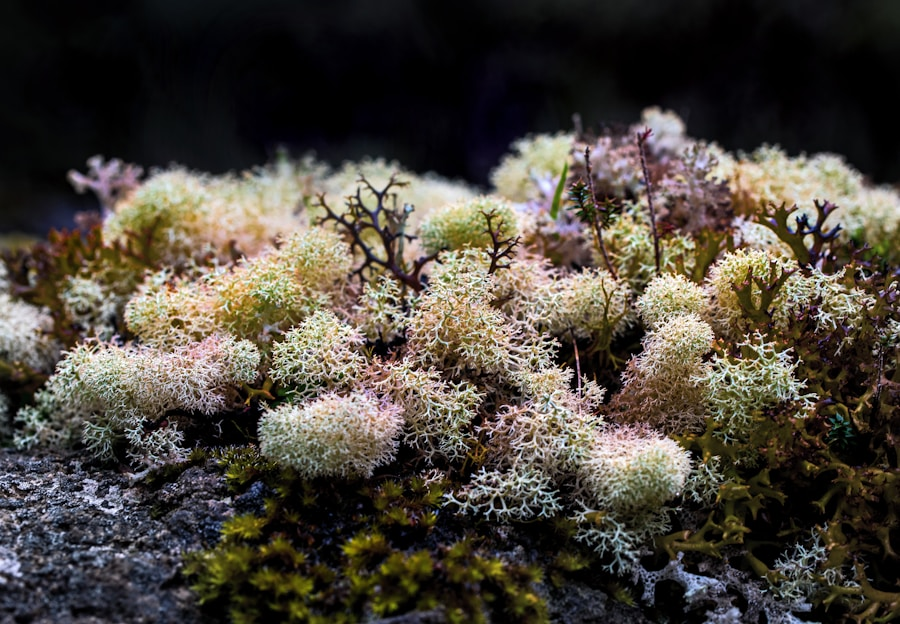 Can Sea Moss Really Help with Anxiety? Exploring the Science Behind Pappi’s Stress-Relief Benefits